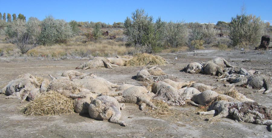 2007-dead-sheep-pile_0.jpg